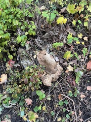 Pseudoinonotus dryadeus