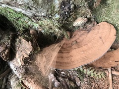 Ganoderma brownii