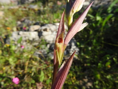 Serapias parviflora