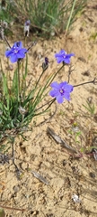 Aristea africana