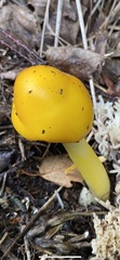 Hygrocybe ceracea