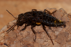 Ontholestes cingulatus