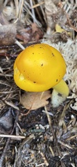 Hygrocybe ceracea