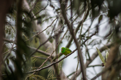 Chlorophonia cyanea