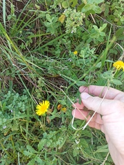 Pulicaria dysenterica