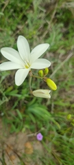 Sparaxis grandiflora