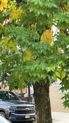 Liquidambar formosana