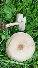 Melanoleuca