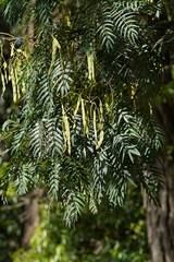 Acacia elata