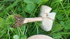 Melanoleuca