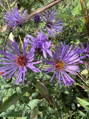 Symphyotrichum oblongifolium