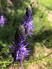 Phyteuma betonicifolium