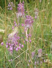 Allium carinatum pulchellum