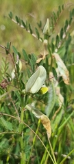 Vicia lutea