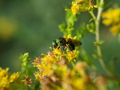 Augochlorella aurata
