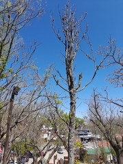 Pitangus sulphuratus