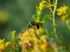 Augochlorella aurata