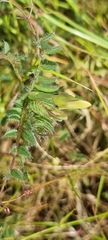 Vicia lutea
