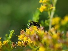 Augochlorella aurata
