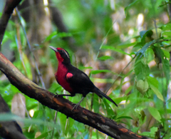 Rhodinocichla rosea