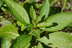 Phytolacca octandra