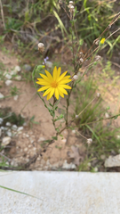 Bradburia pilosa