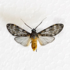 Eucereon myrina