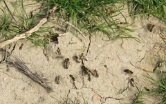 Colletes cunicularius