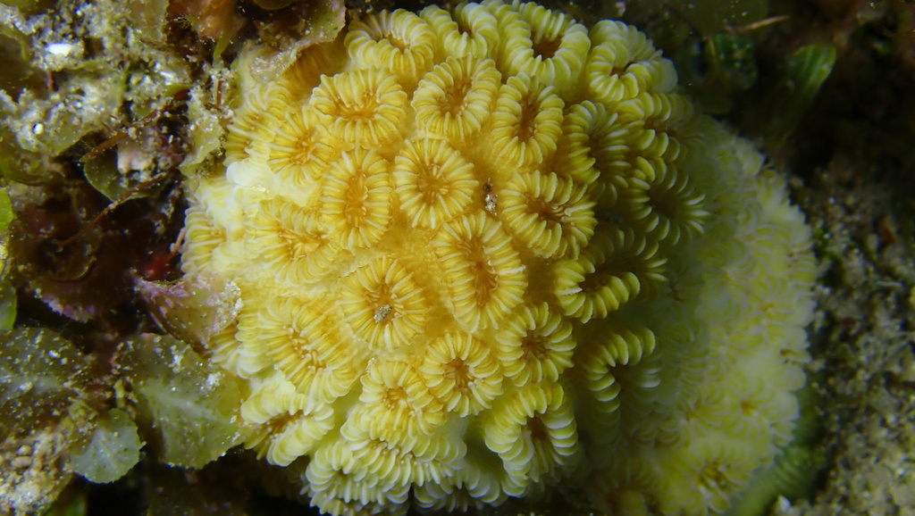 Golfball Coral