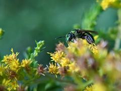 Augochlorella aurata