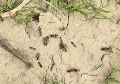 Colletes cunicularius