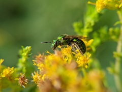 Augochlorella aurata