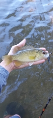 Ambloplites rupestris