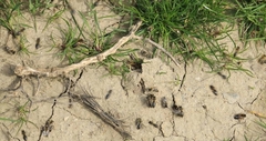 Colletes cunicularius