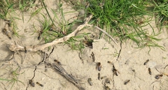 Colletes cunicularius