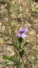 Ruellia humilis