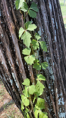 Cissus trifoliata