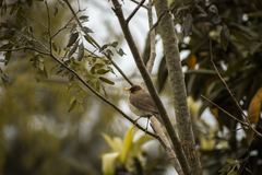 Turdus amaurochalinus