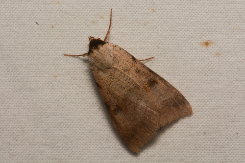 Lygephila victoria