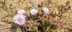 Drosanthemum hispifolium