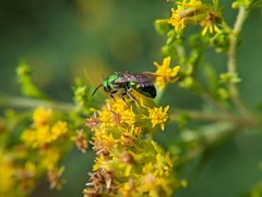 Augochlorella aurata
