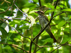 Myiodynastes maculatus