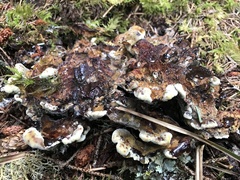 Phaeolus schweinitzii