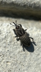 Sphenophorus parvulus