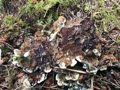 Phaeolus schweinitzii