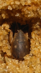 Gryllotalpidae
