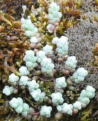 Sedum brevifolium