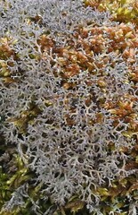 Cladonia rangiformis