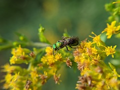 Augochlorella aurata