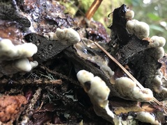 Phaeolus schweinitzii